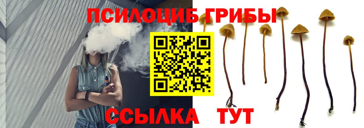 Псилоцибиновые грибы Psilocybine cubensis Обнинск